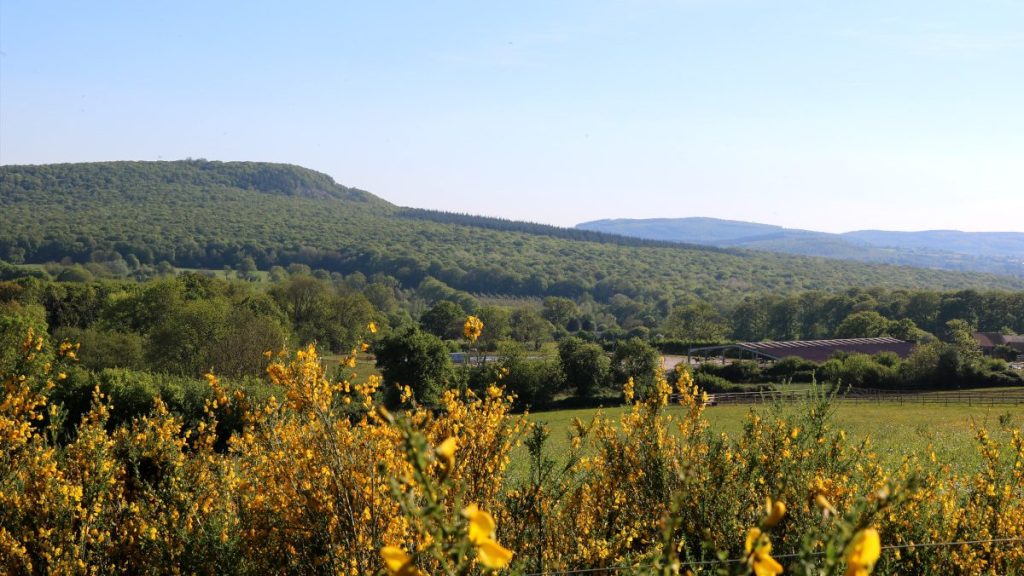 Vue sur une magnifique foret. Nature imersive.