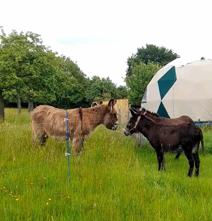 Trois âne se sentent le bous du nez