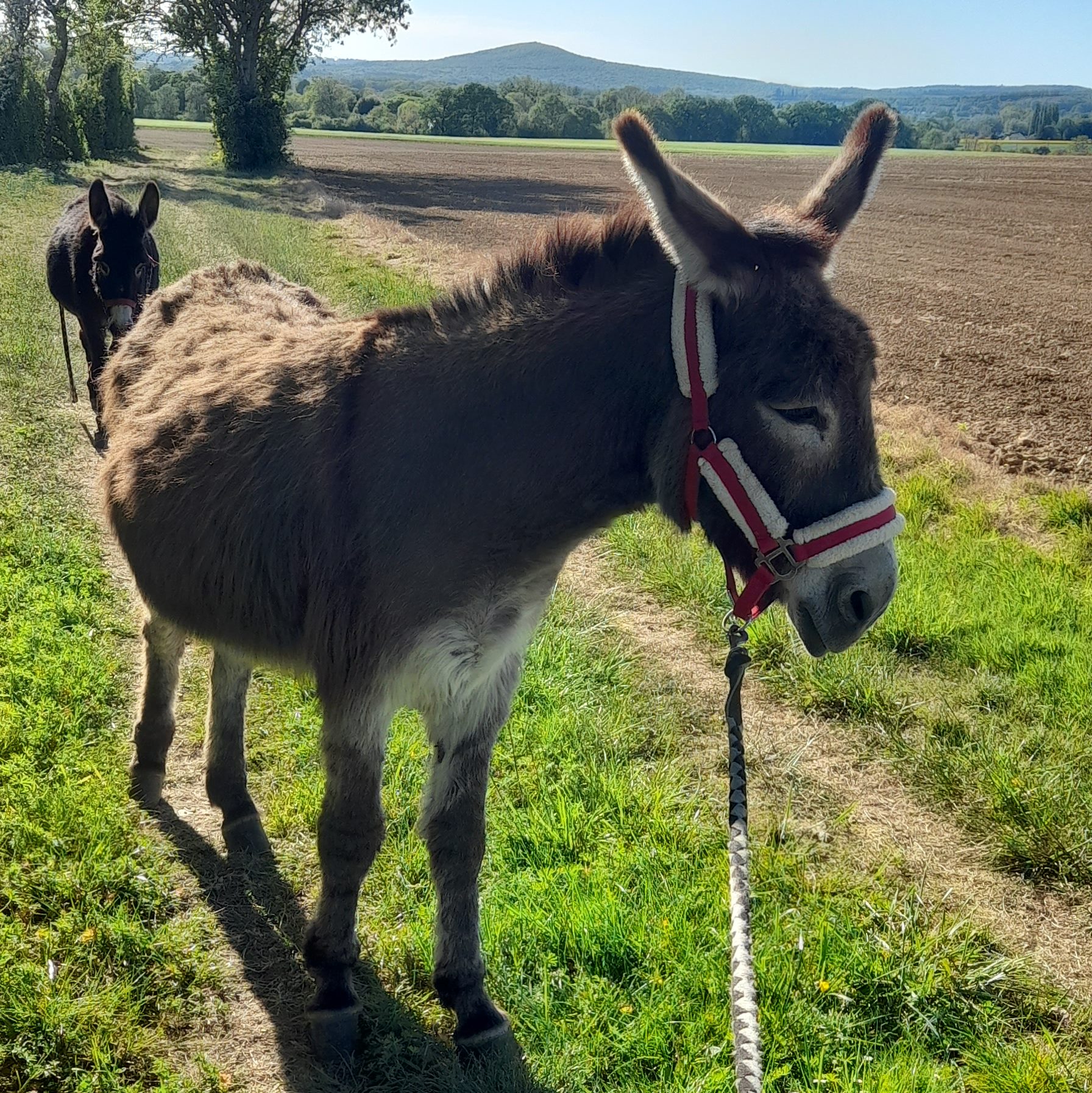 Deux ânes sur un chemin de campagne
